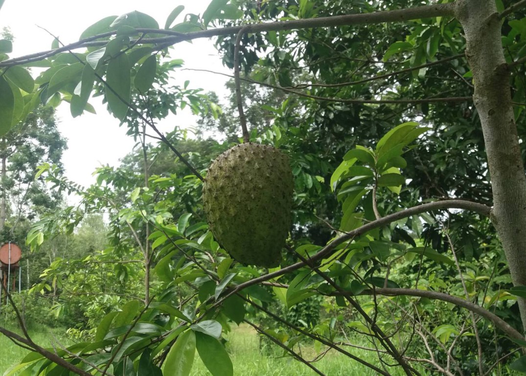 ทุเรียนเทศ